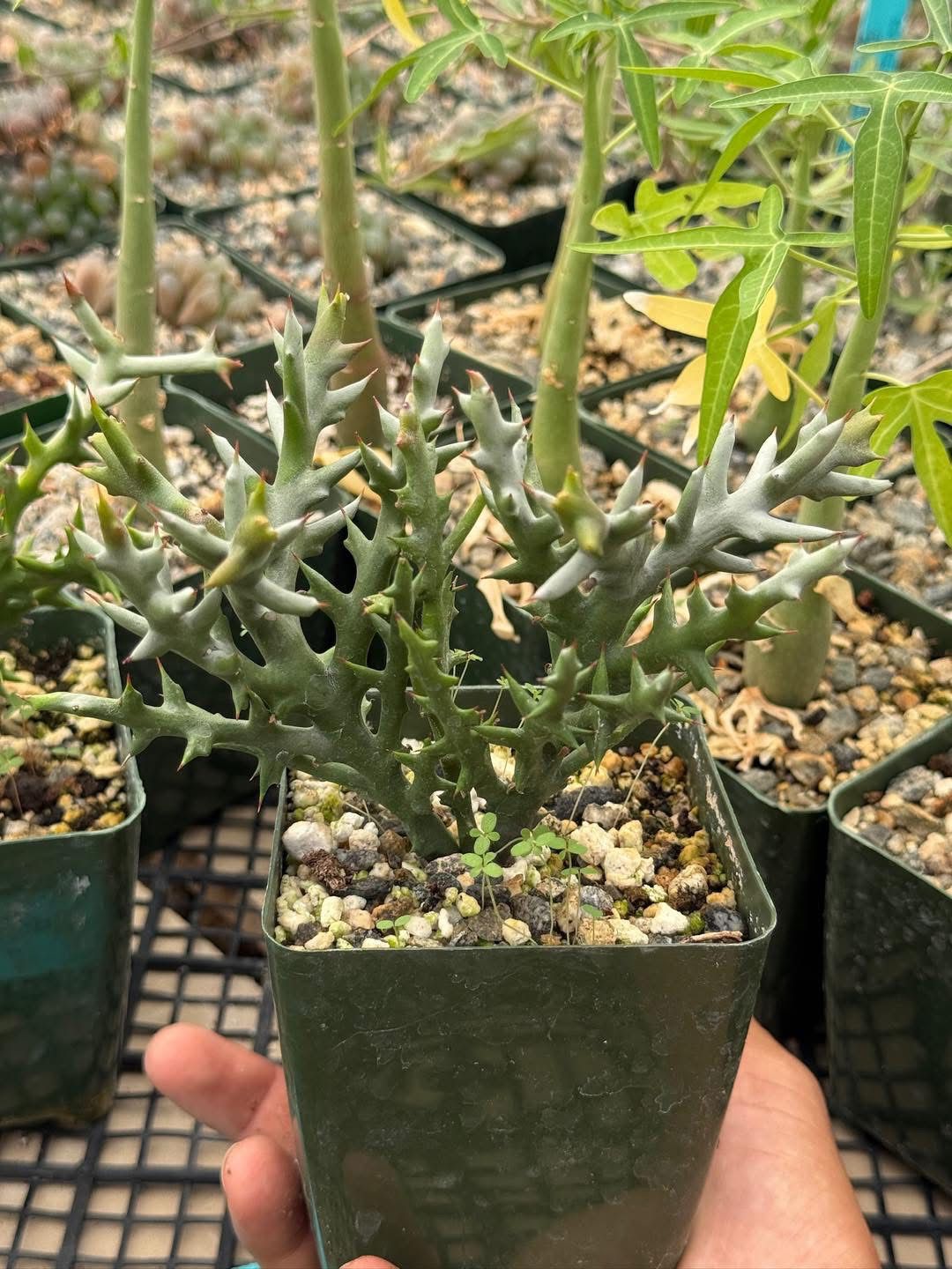 Euphorbia stenoclada