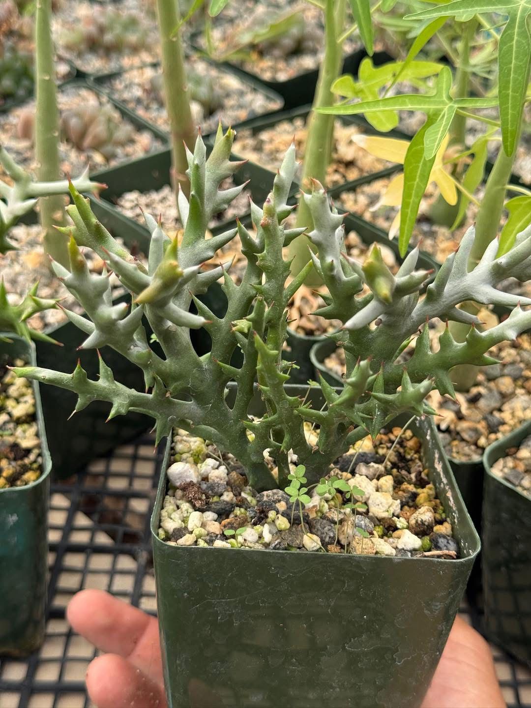 Euphorbia stenoclada