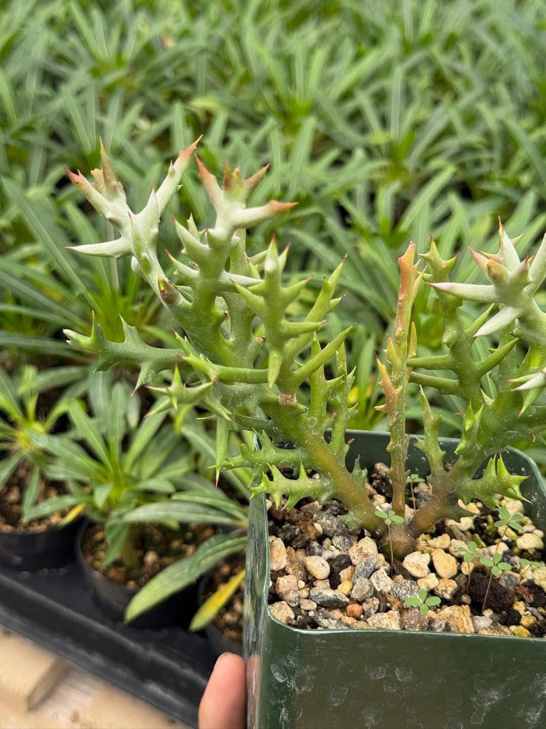 Euphorbia stenoclada