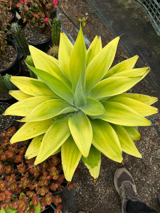 Agave attenuata ‘Raea’s Gold’