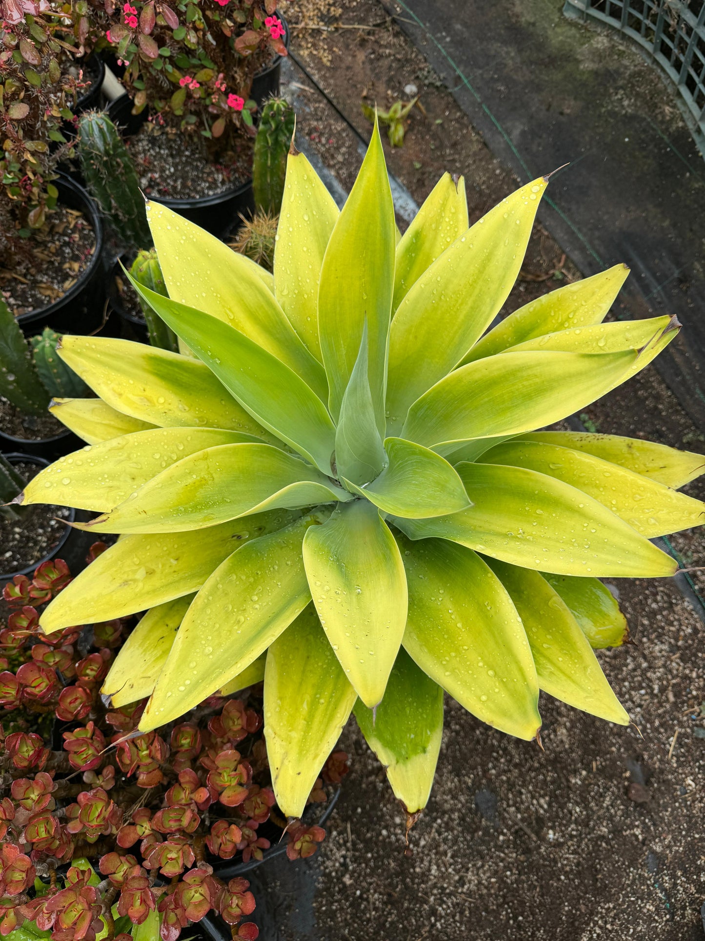 Agave attenuata ‘Raea’s Gold’