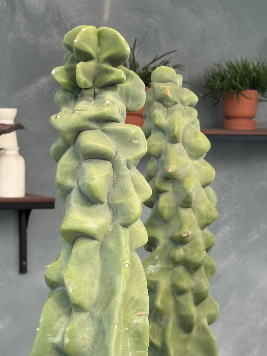 Lophocereus schottii f. Monstruosa Jumbo