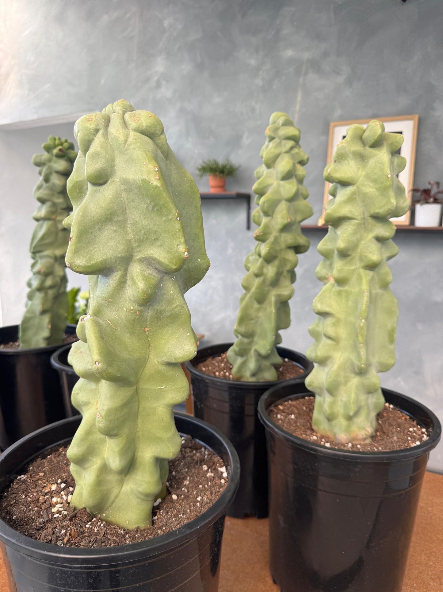 Lophocereus schottii f. Monstruosa Jumbo