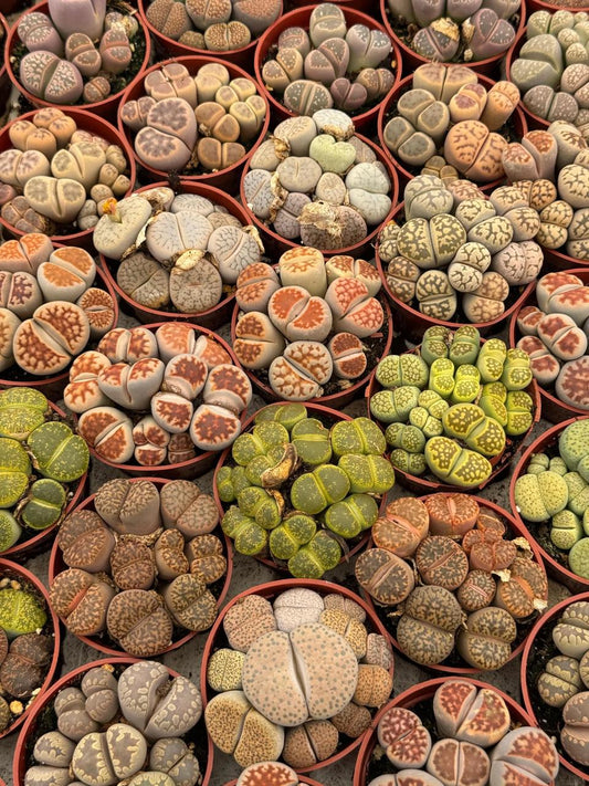 Charola de lithops mixta