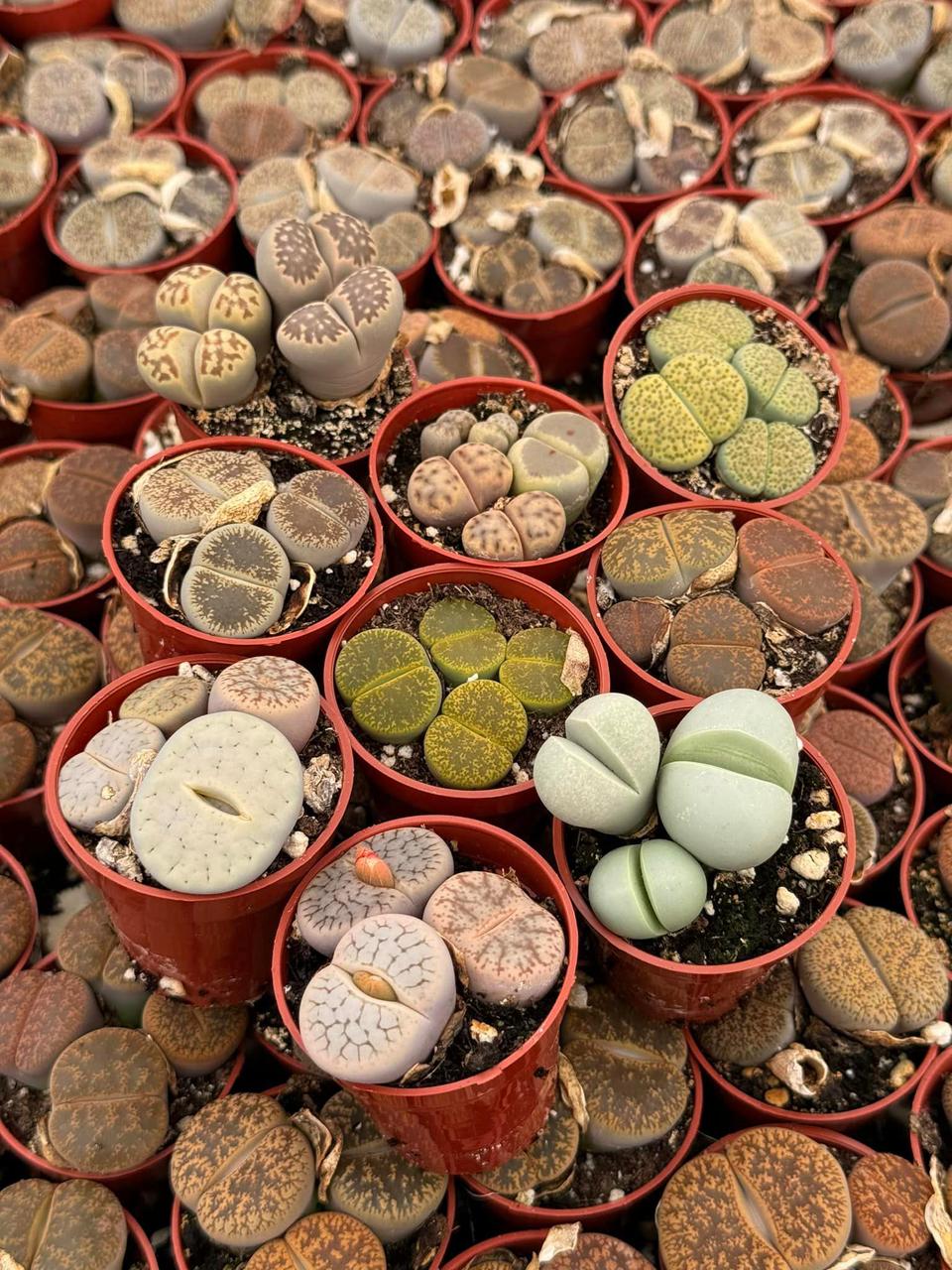 Charola de lithops mixta
