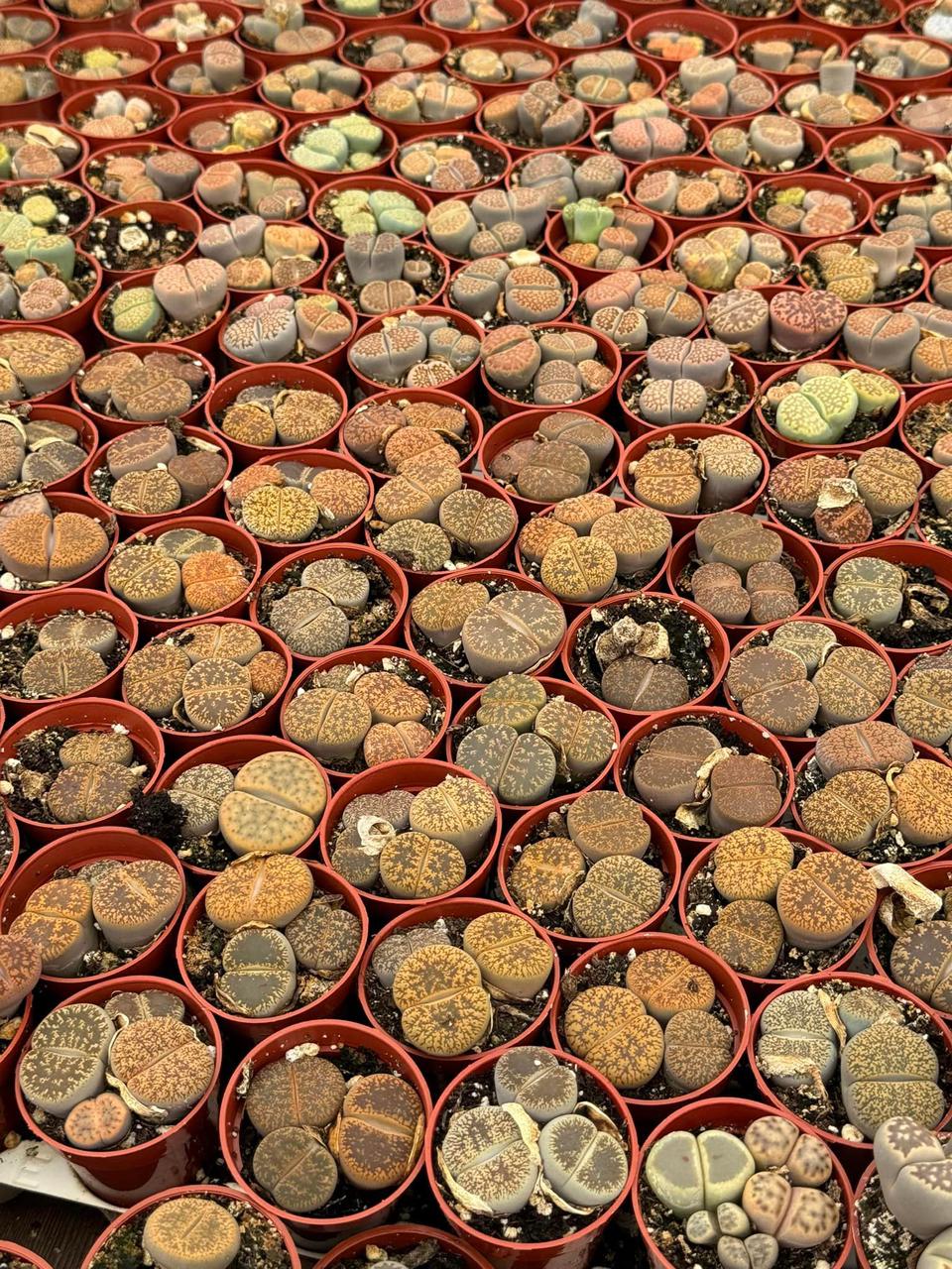 Charola de lithops mixta