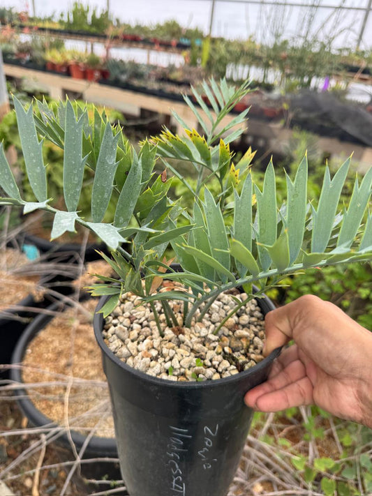Encephalartos horridus