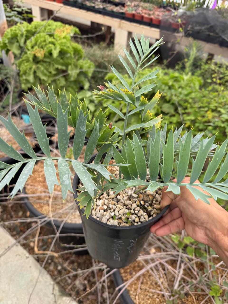 Encephalartos horridus