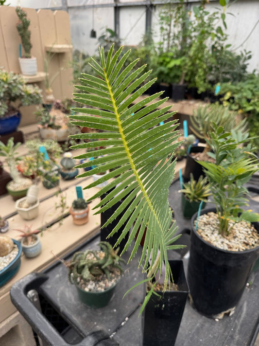 Dioon tomasellii