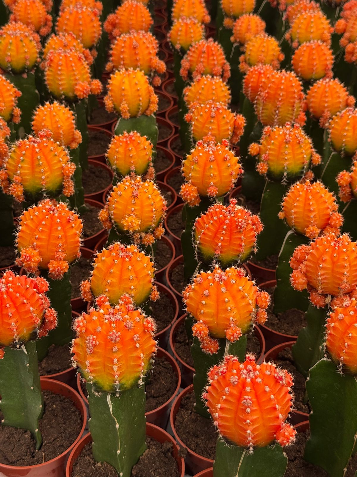 Charola injertos grandes mix