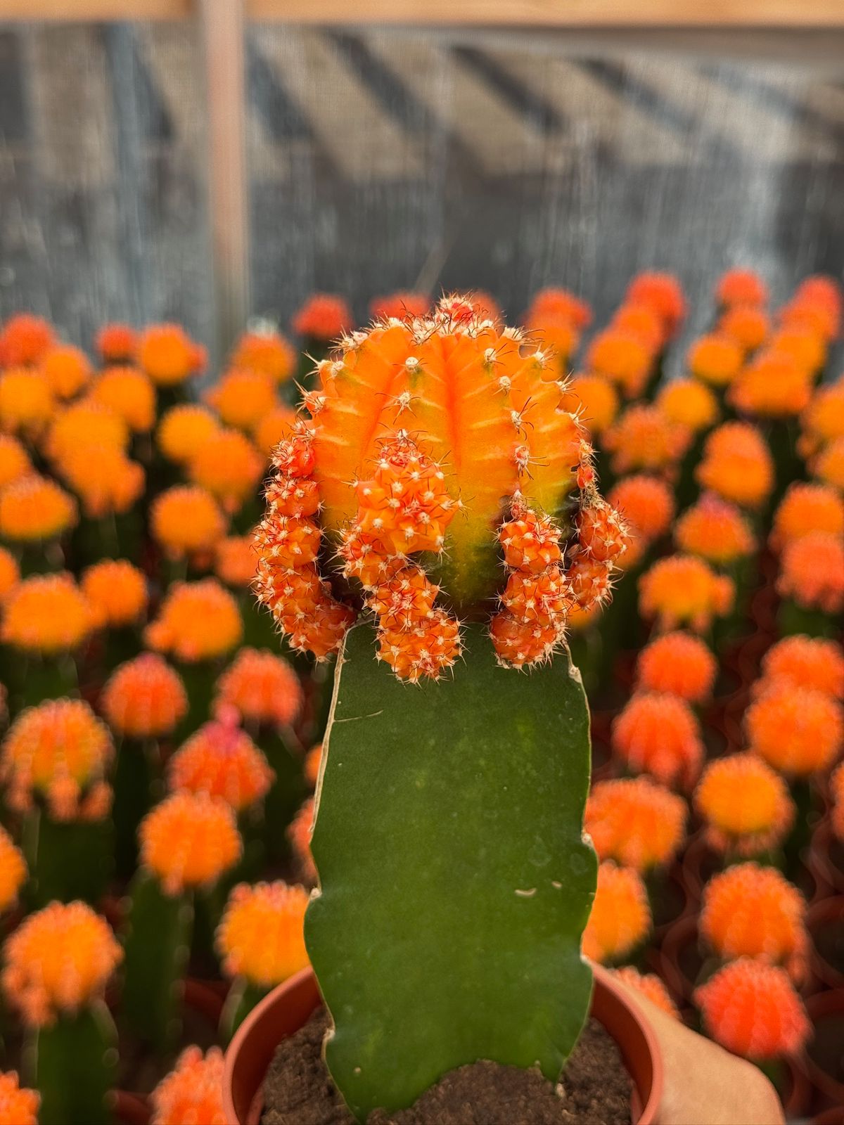 Charola injertos grandes mix