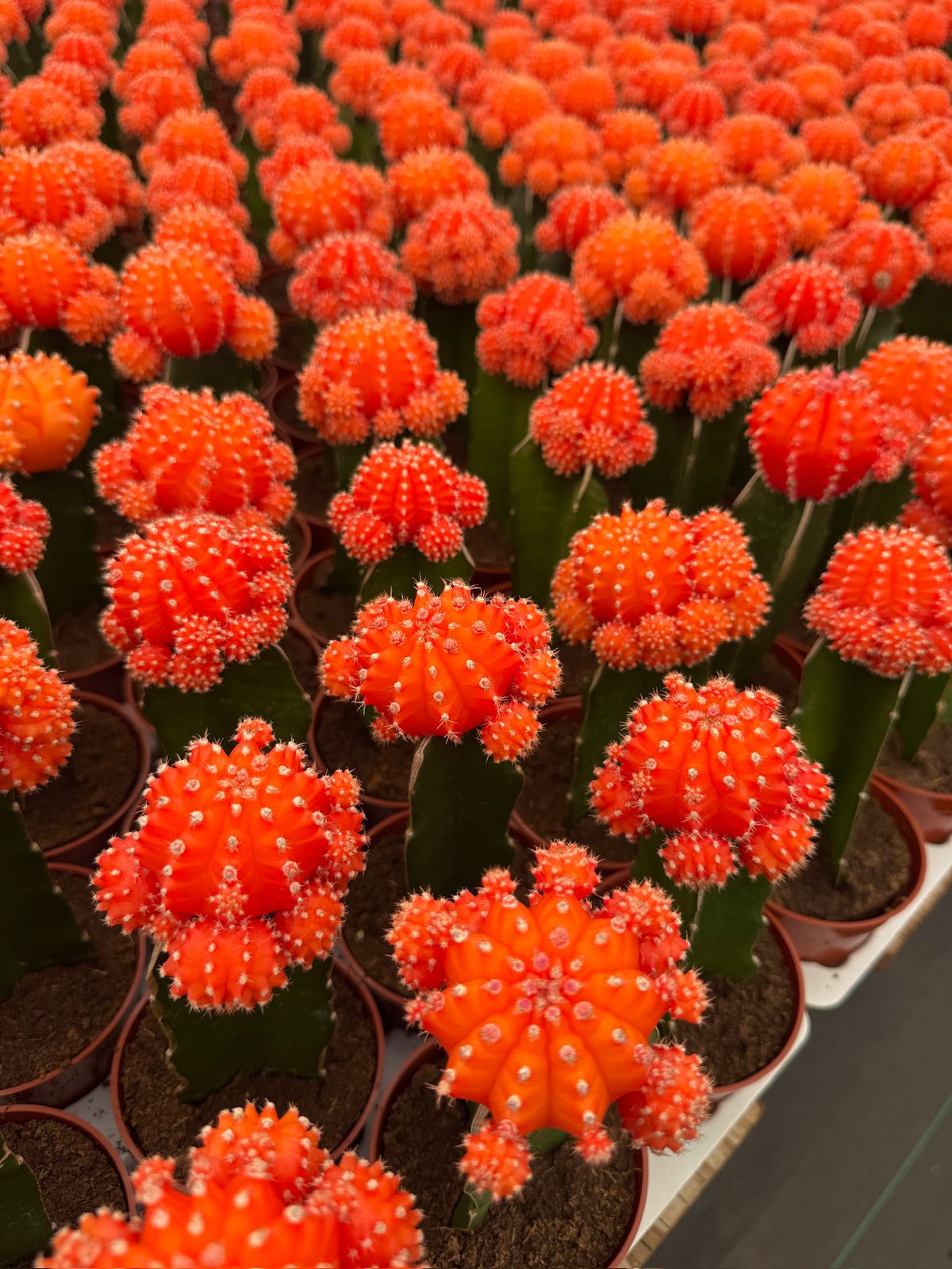 Charola injertos grandes mix