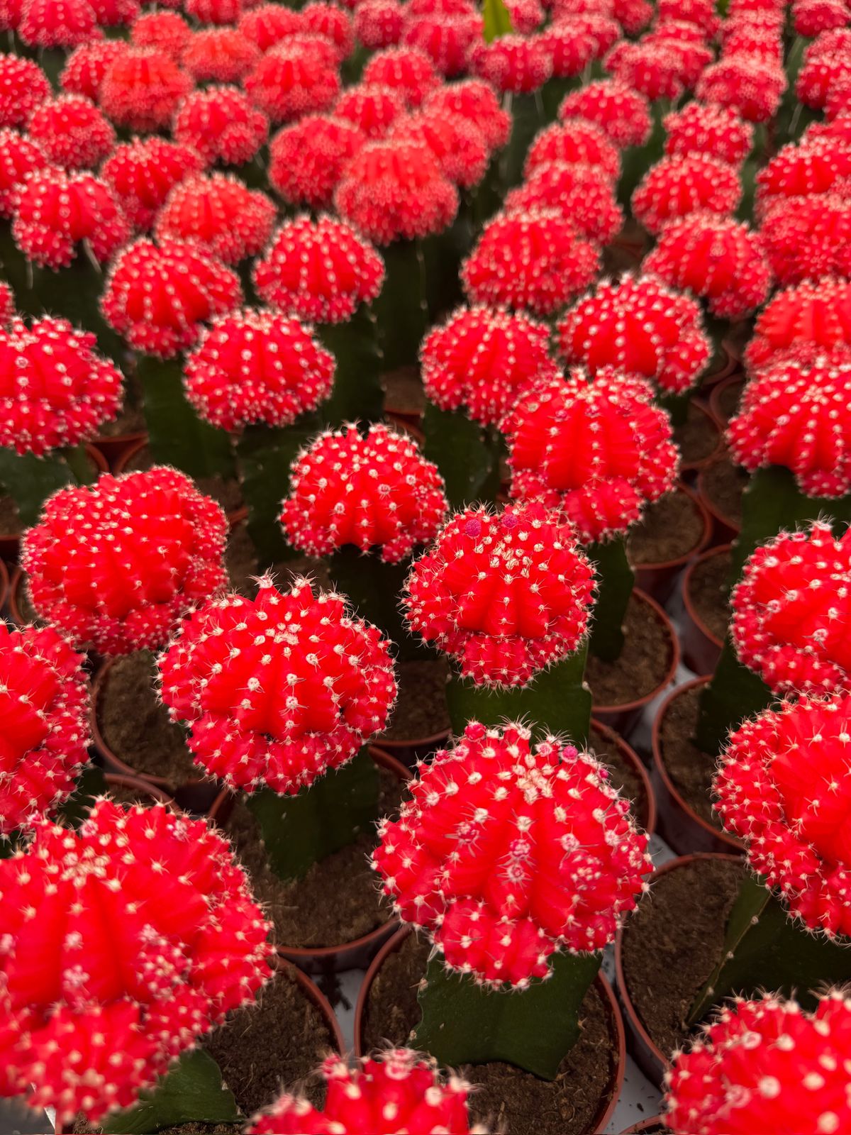 Charola injertos grandes mix