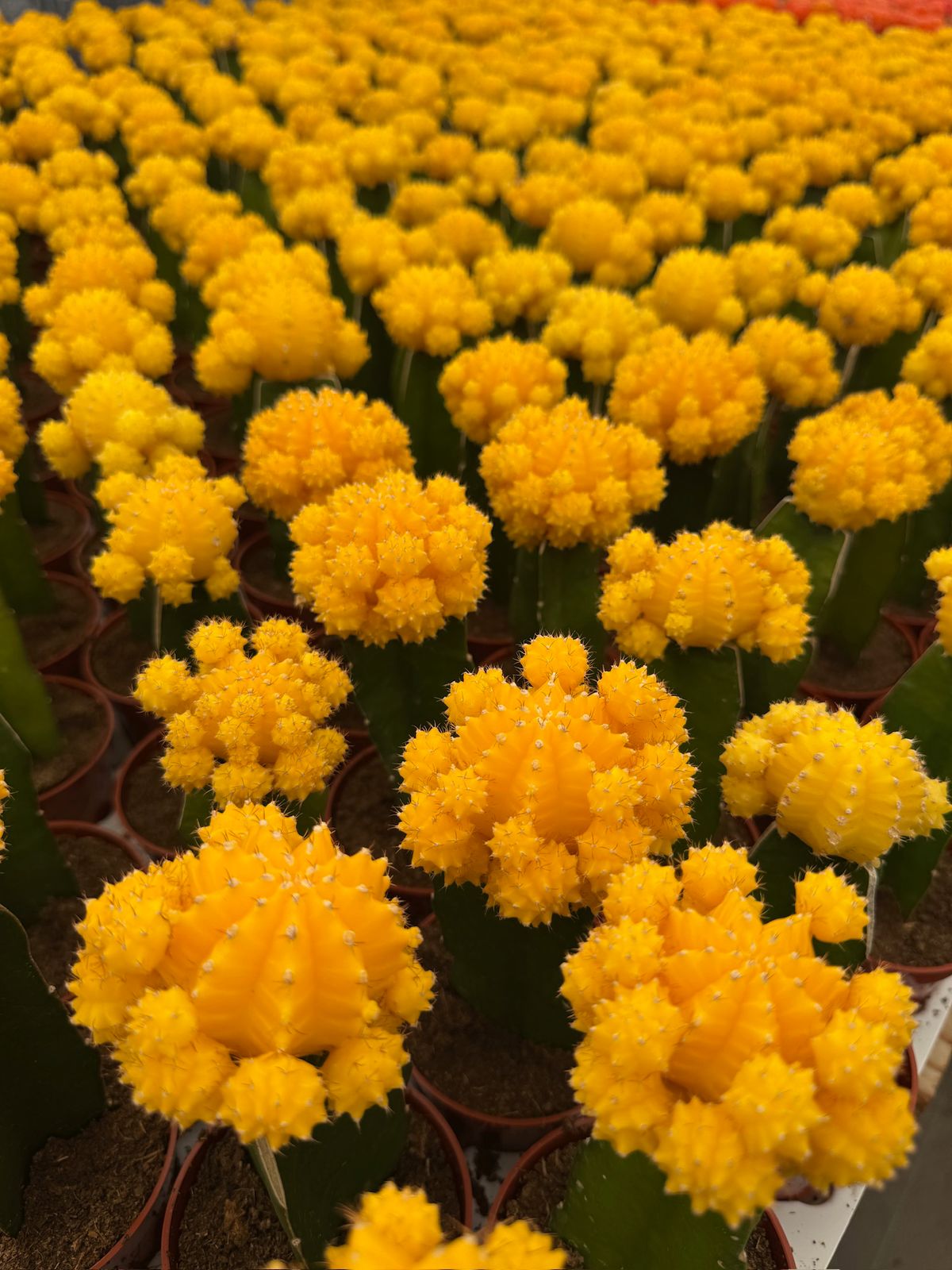 Charola injertos grandes mix