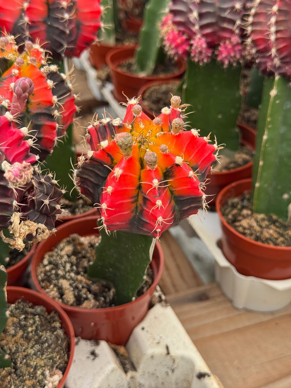 Charola injertos grandes mix