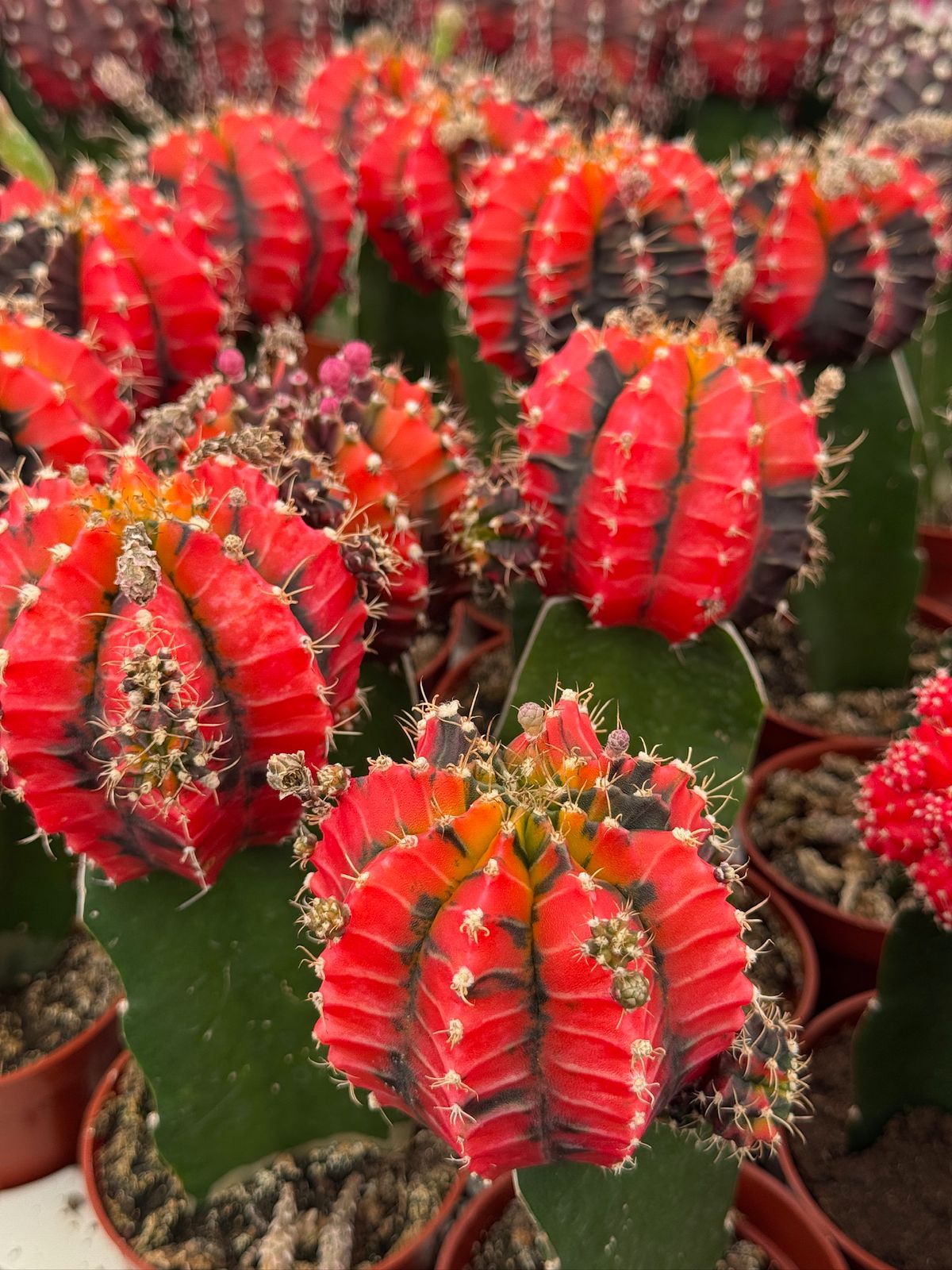 Charola injertos grandes mix