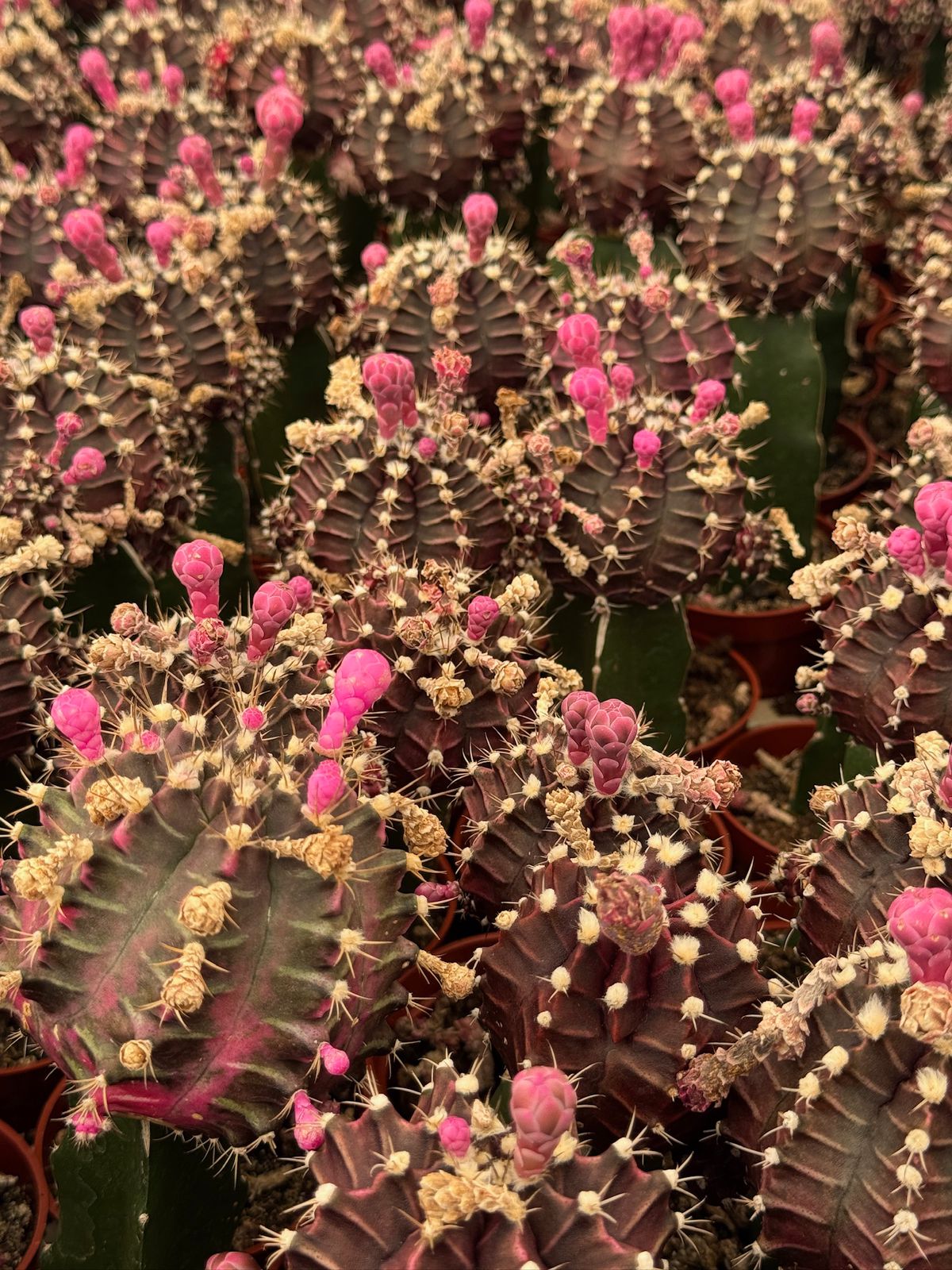 Charola injertos grandes mix