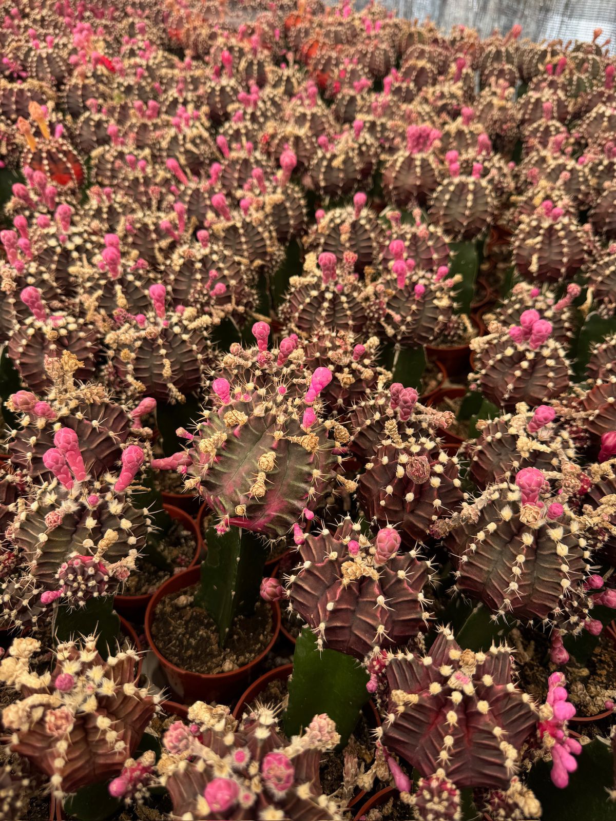 Charola injertos grandes mix