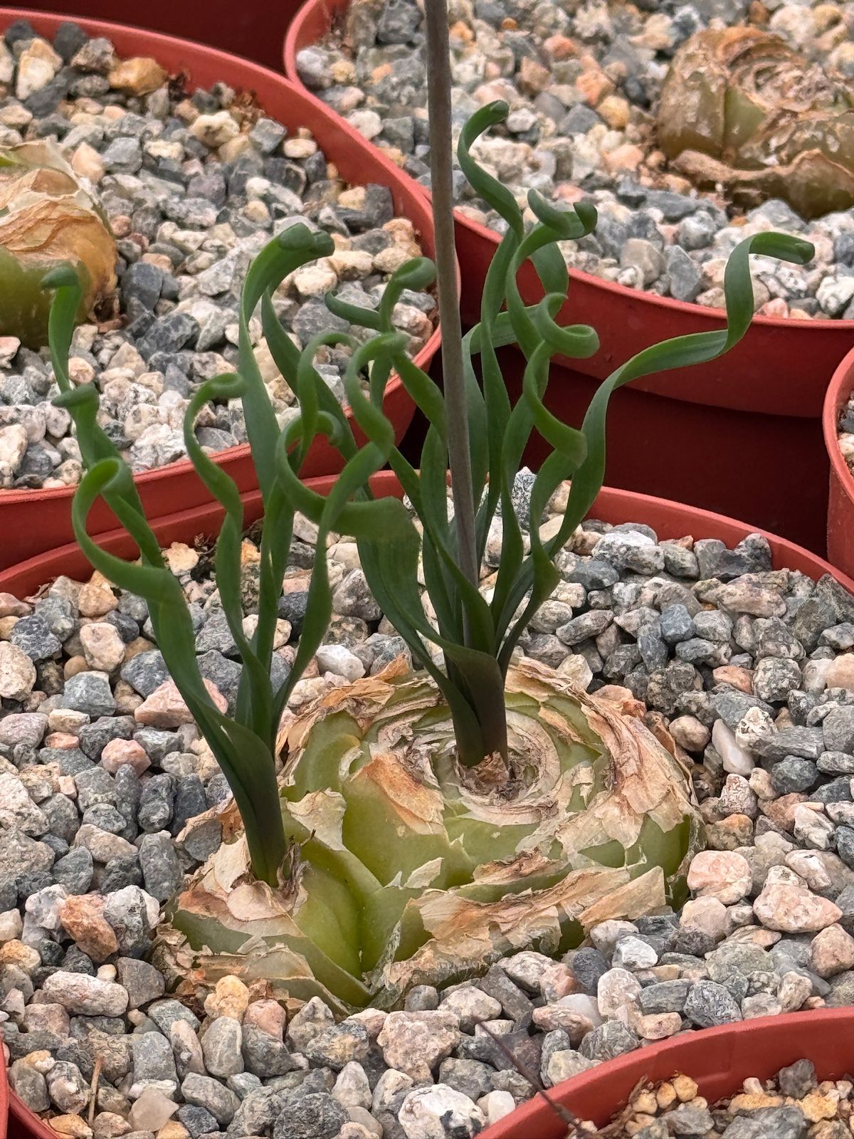 Albuca bruce-bayeri 6”