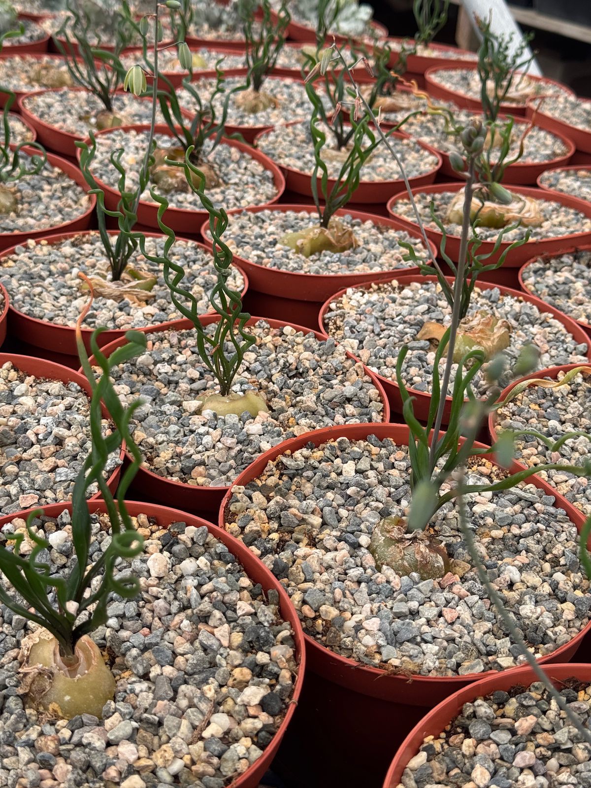 Albuca bruce-bayeri 6”
