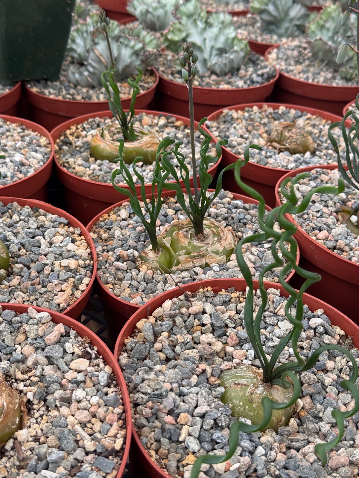 Albuca bruce-bayeri 6”