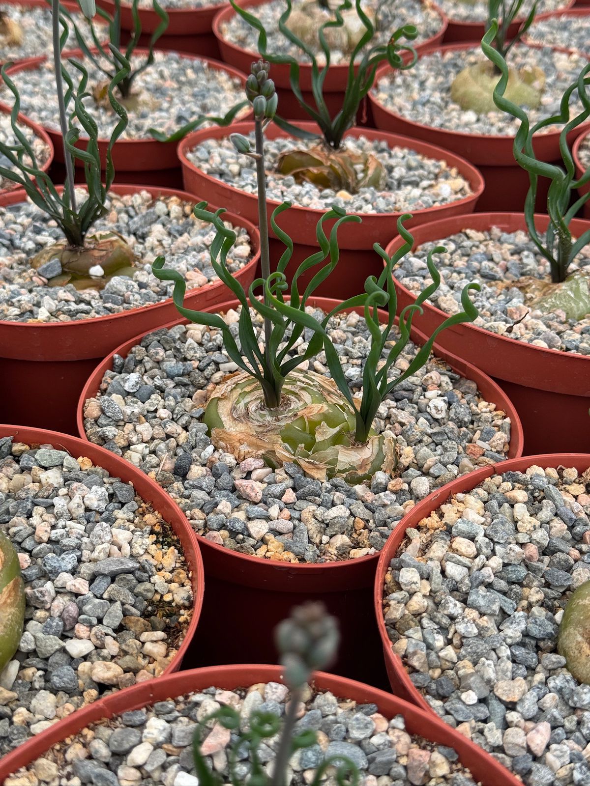 Albuca bruce-bayeri 6”
