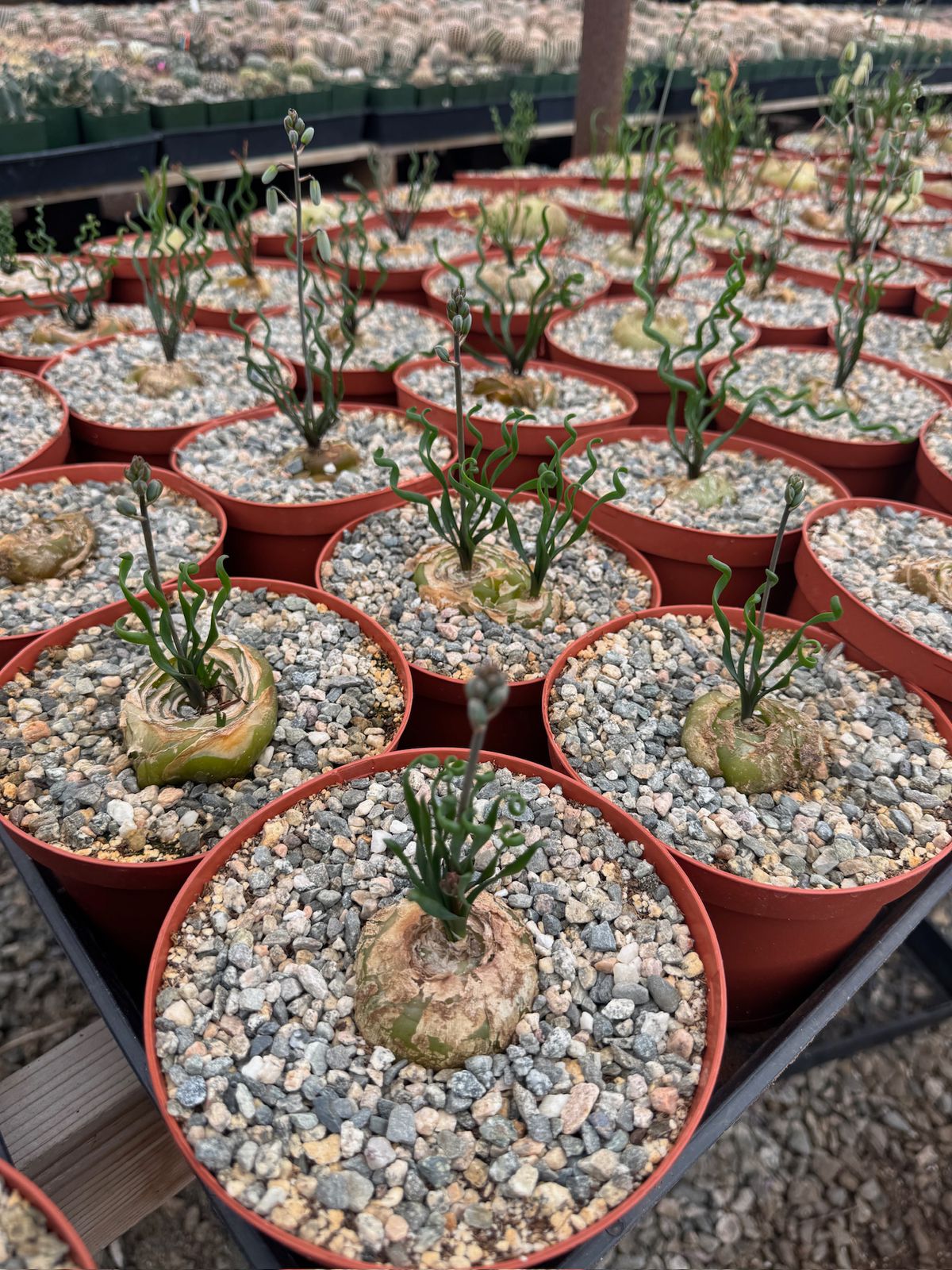 Albuca bruce-bayeri 6”
