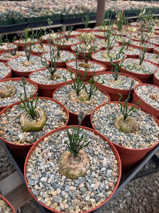 Albuca bruce-bayeri 6”