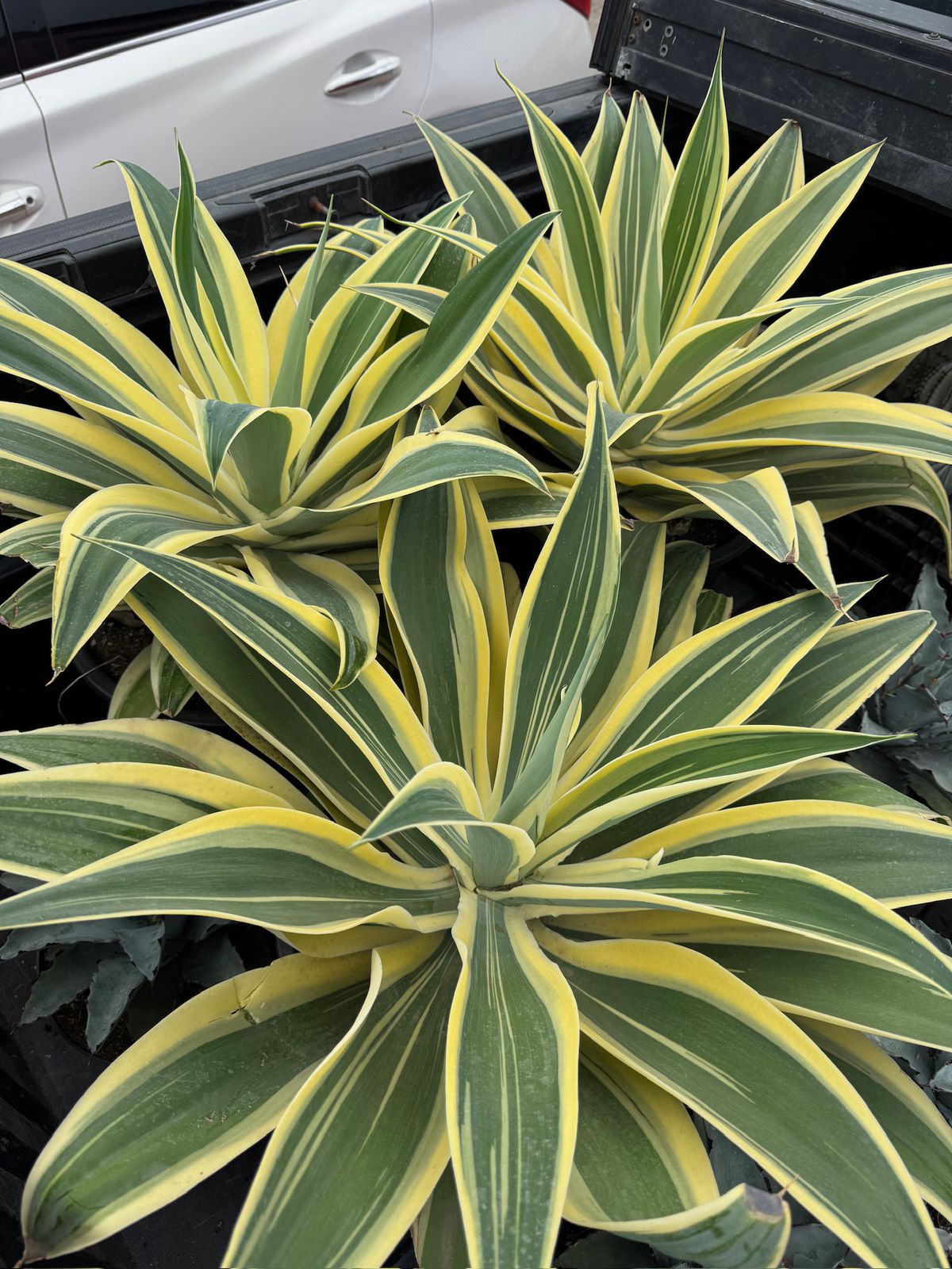 Agave Attenuata ‘starstruck’