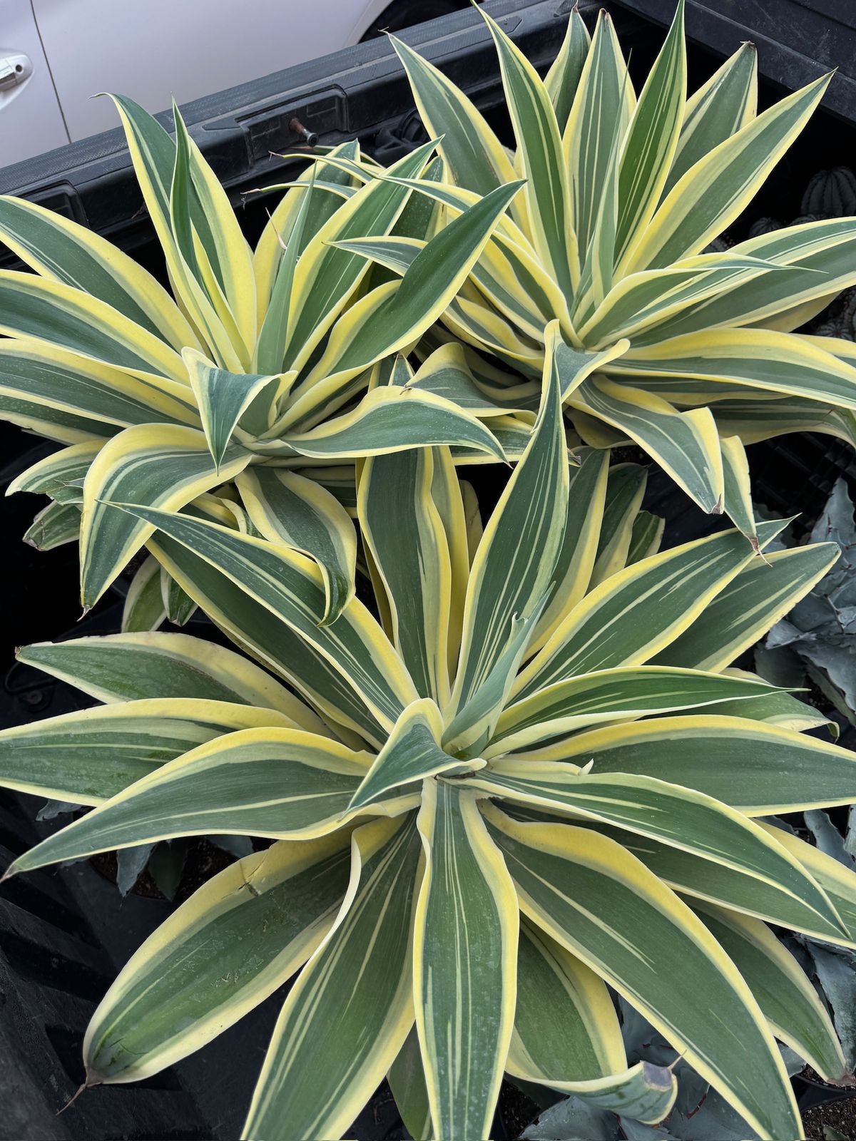Agave Attenuata ‘starstruck’