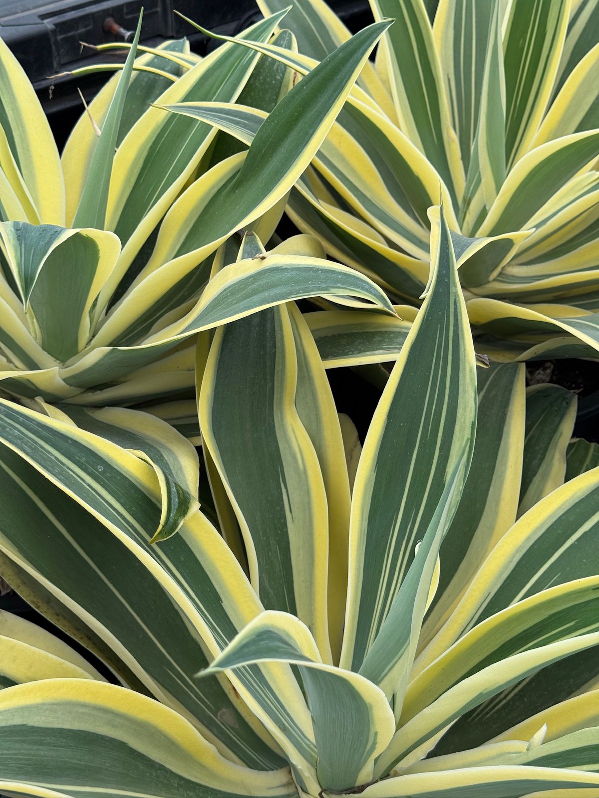 Agave Attenuata ‘starstruck’