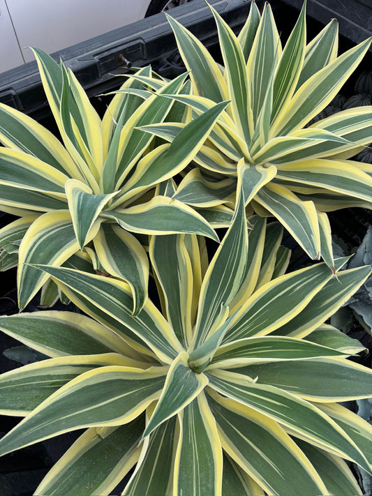 Agave Attenuata ‘starstruck’