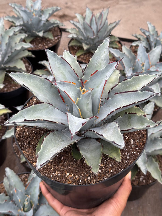 Agave sierra azul