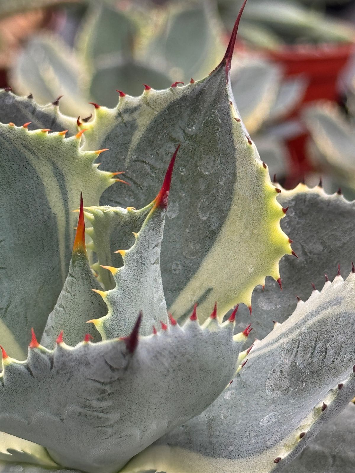 Agave potatorum 'Trade Winds'