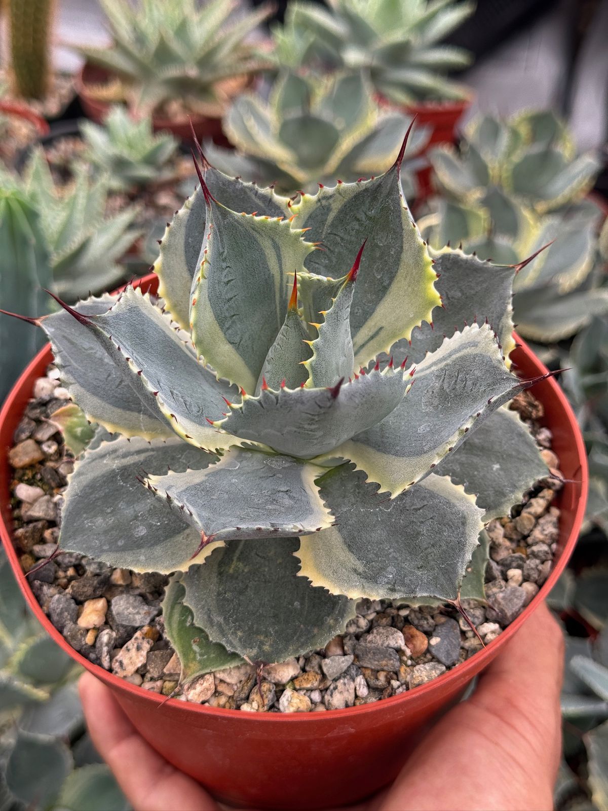 Agave potatorum 'Trade Winds'