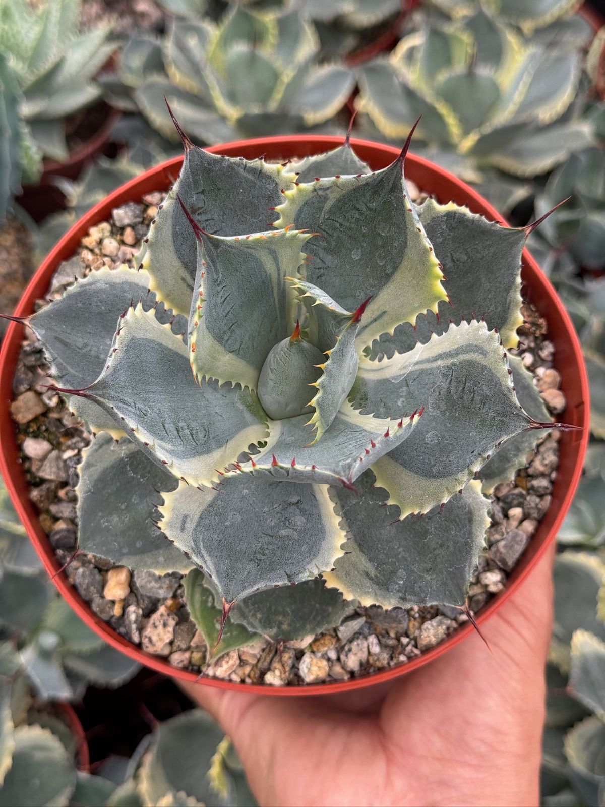 Agave potatorum 'Trade Winds'