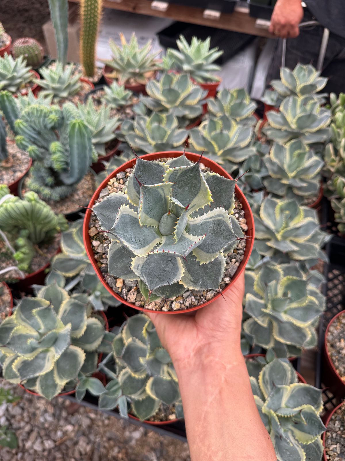 Agave potatorum 'Trade Winds'