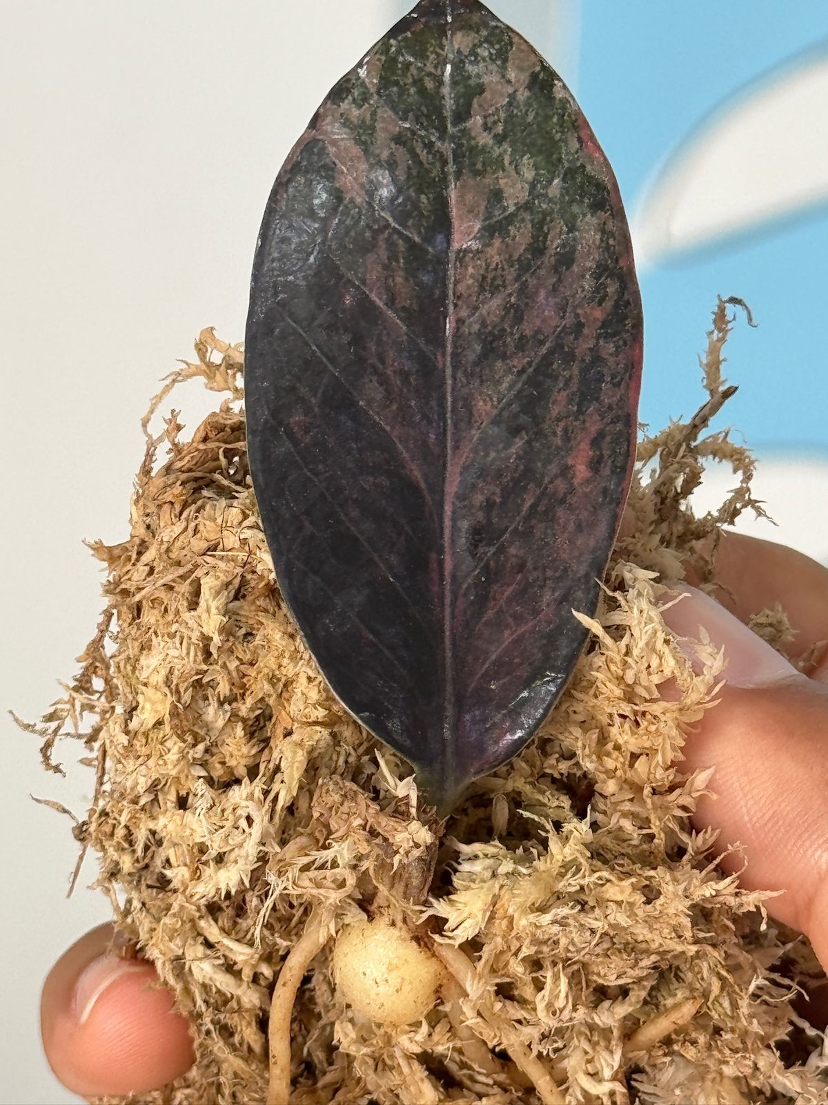 Zamioculca zamiifolia pink (zz pink)