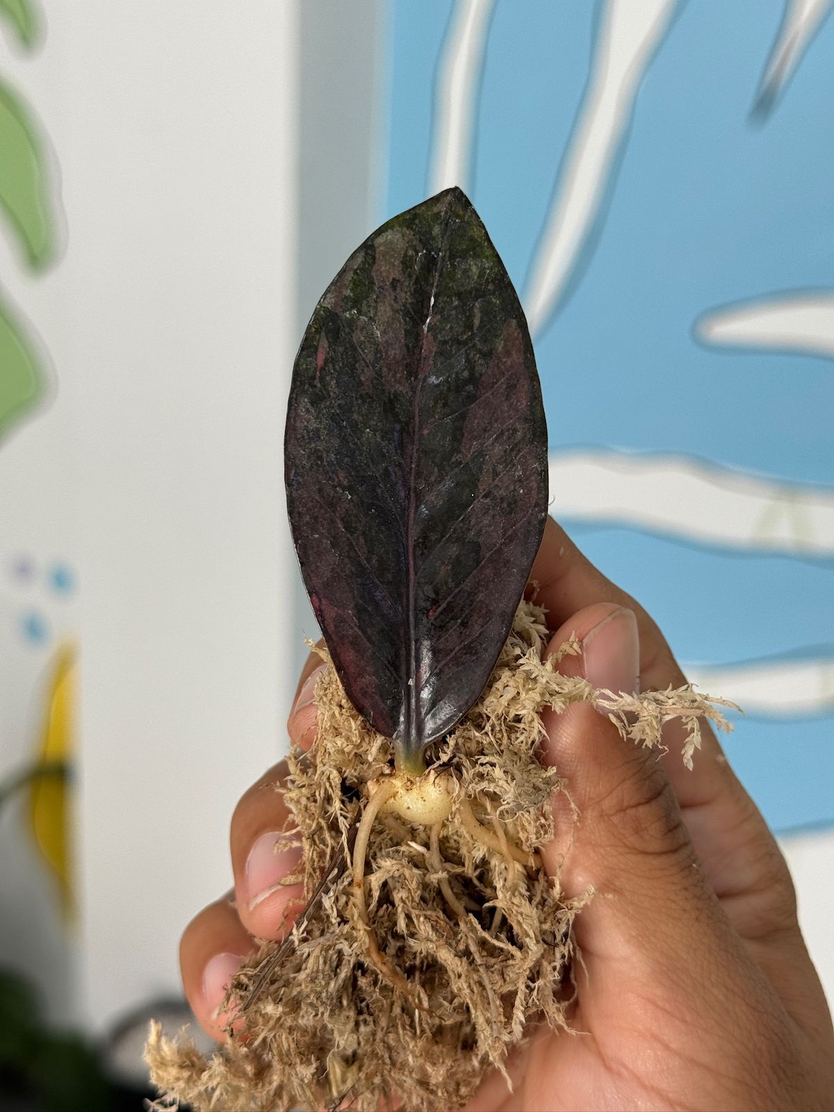 Zamioculca zamiifolia pink (zz pink)