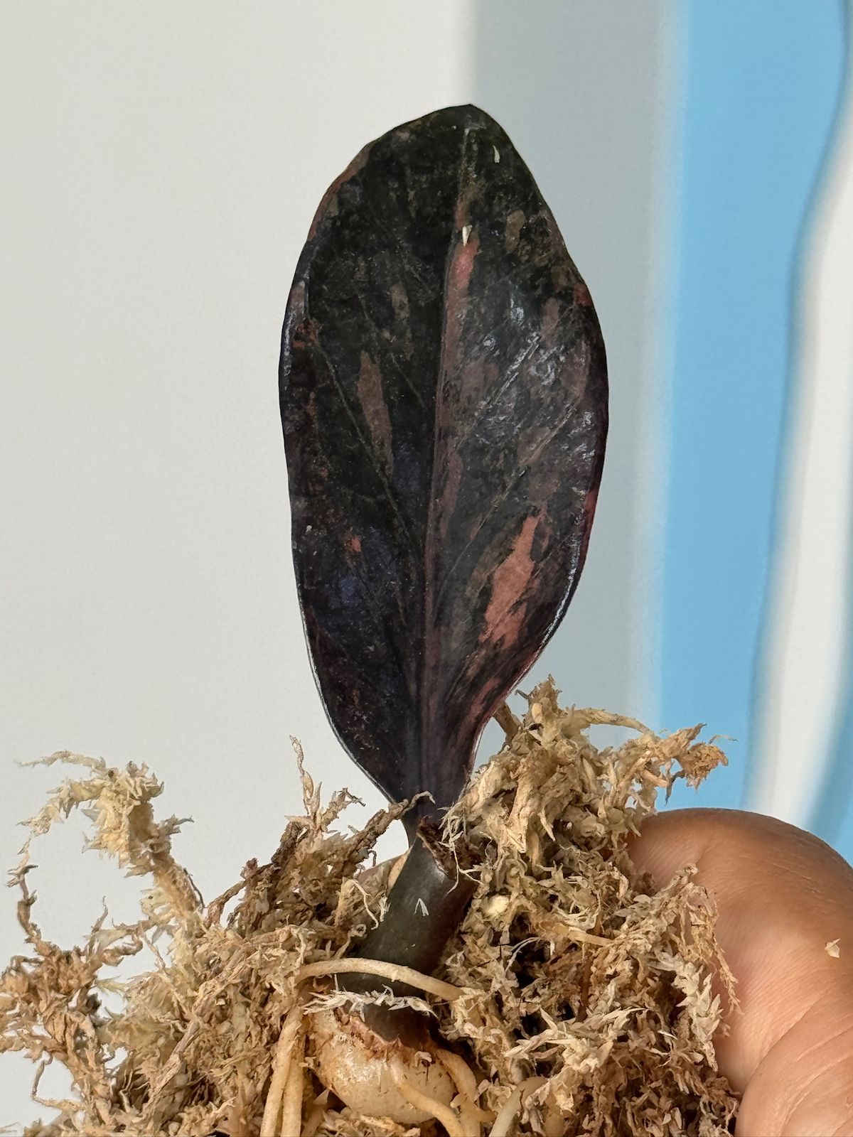 Zamioculca zamiifolia pink (zz pink)