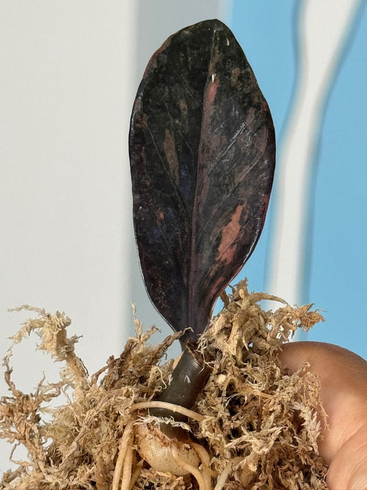 Zamioculca zamiifolia pink (zz pink)