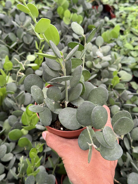 Xerocysios danguyii (planta moneda) 4”
