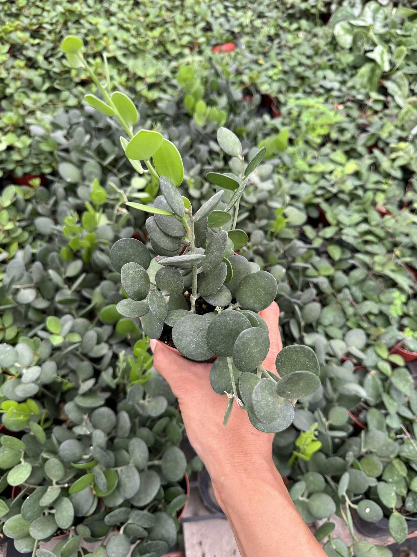 Xerocysios danguyii (planta moneda) 4”