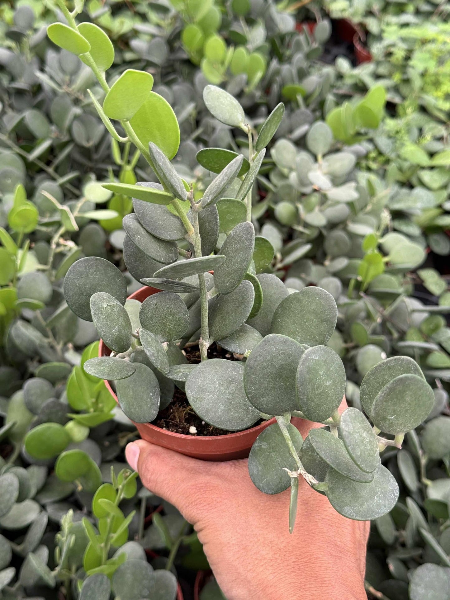 Xerocysios danguyii (planta moneda) 4”
