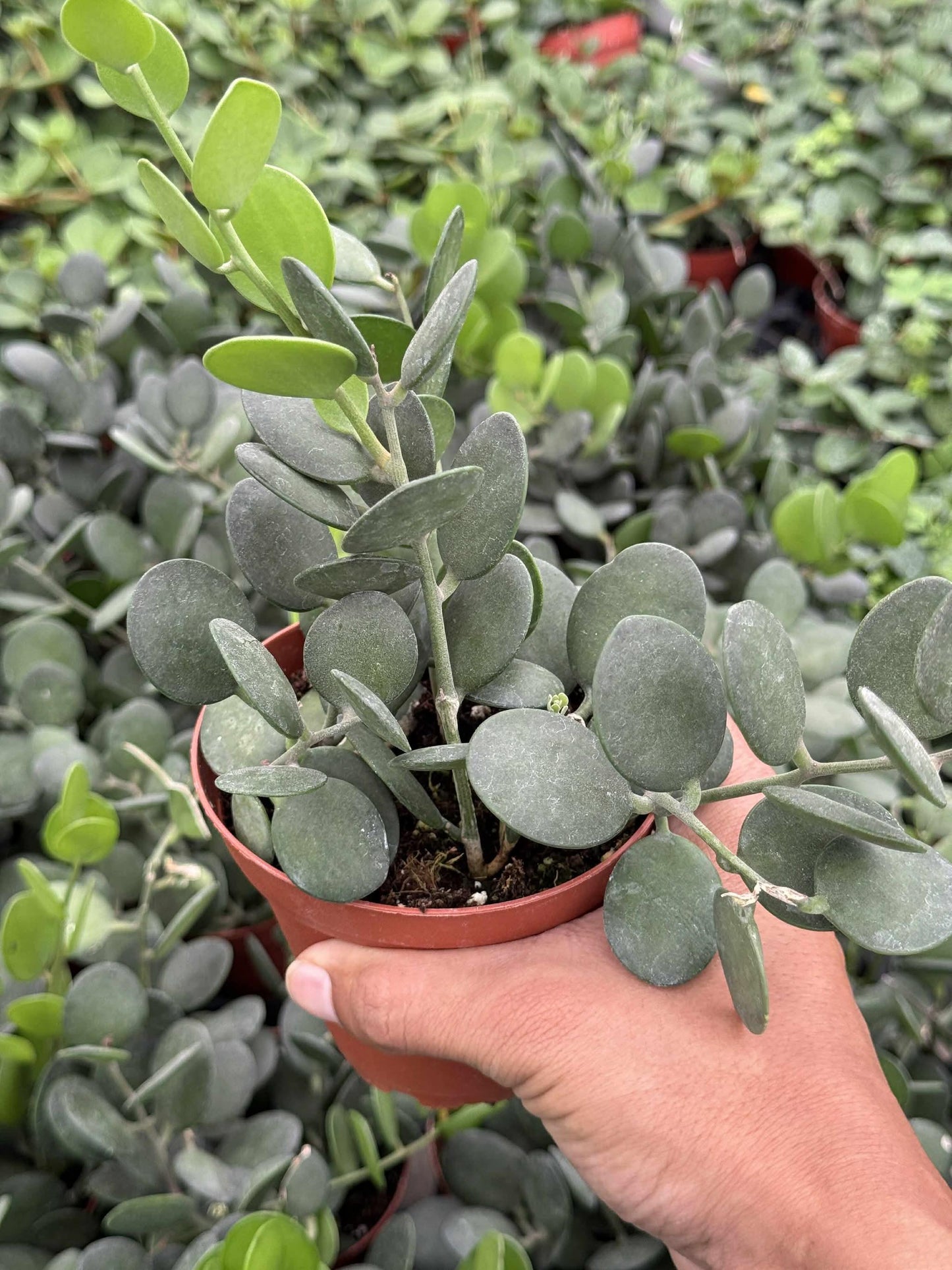 Xerocysios danguyii (planta moneda) 4”