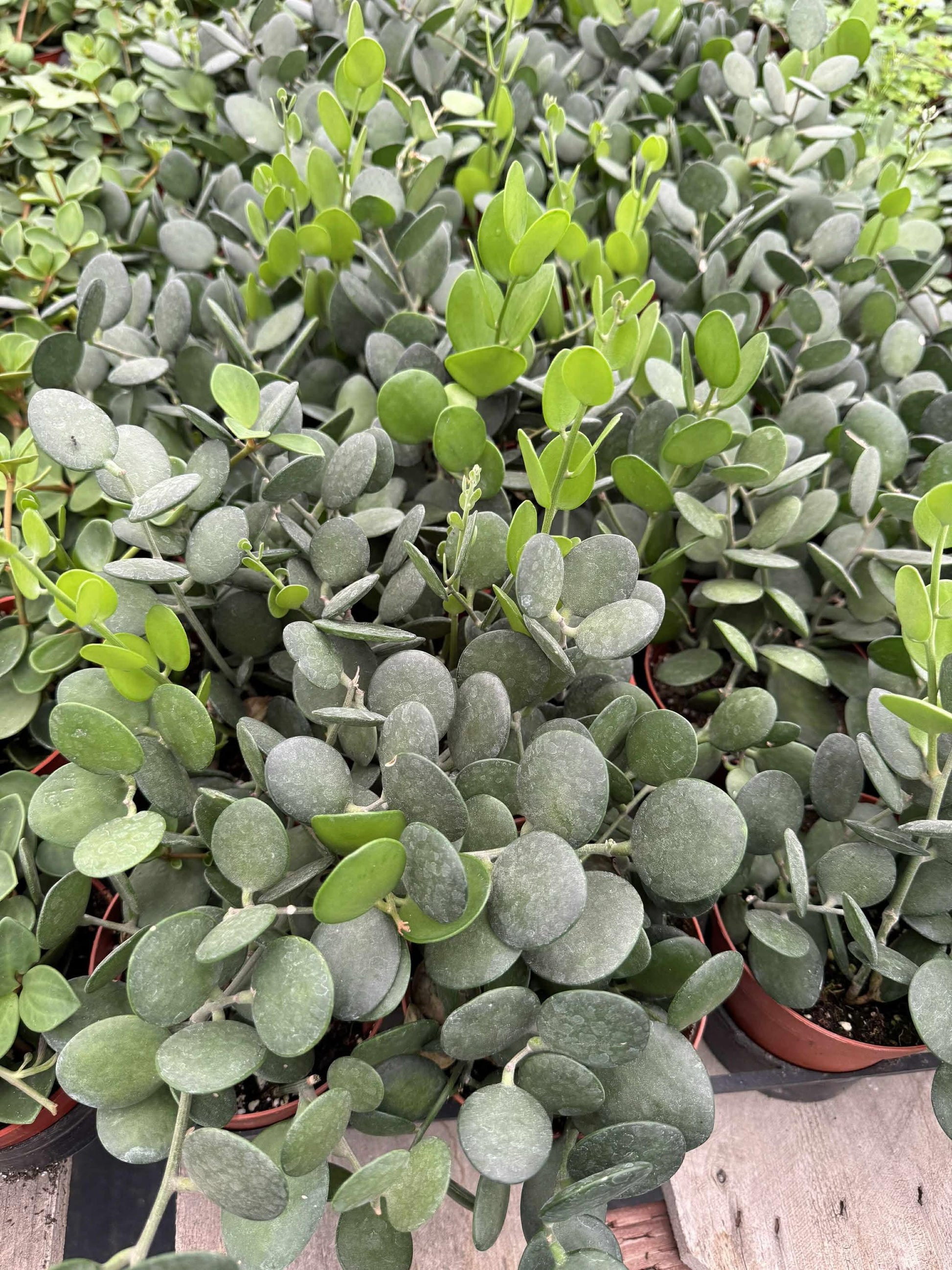 planta moneda de jade Xerocysios danguyii (planta moneda) 4” – TiaJuanas Plants México