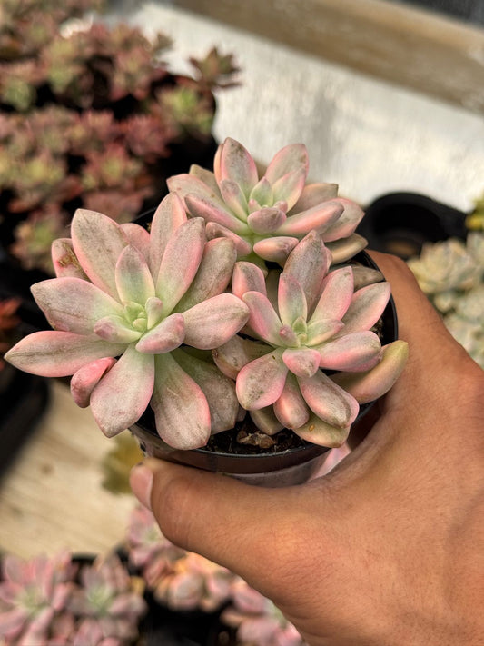 Graptopetalum joker cluster