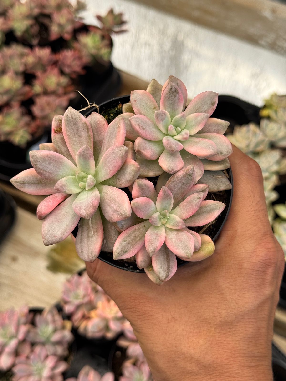 Graptopetalum joker cluster