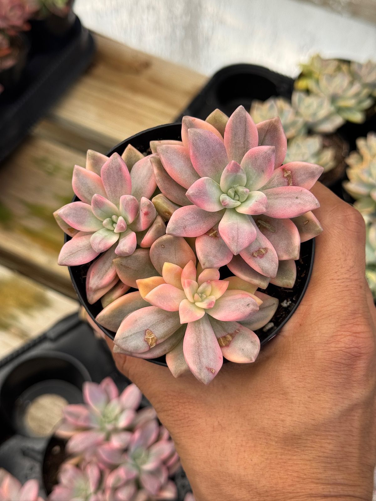 Graptopetalum joker cluster