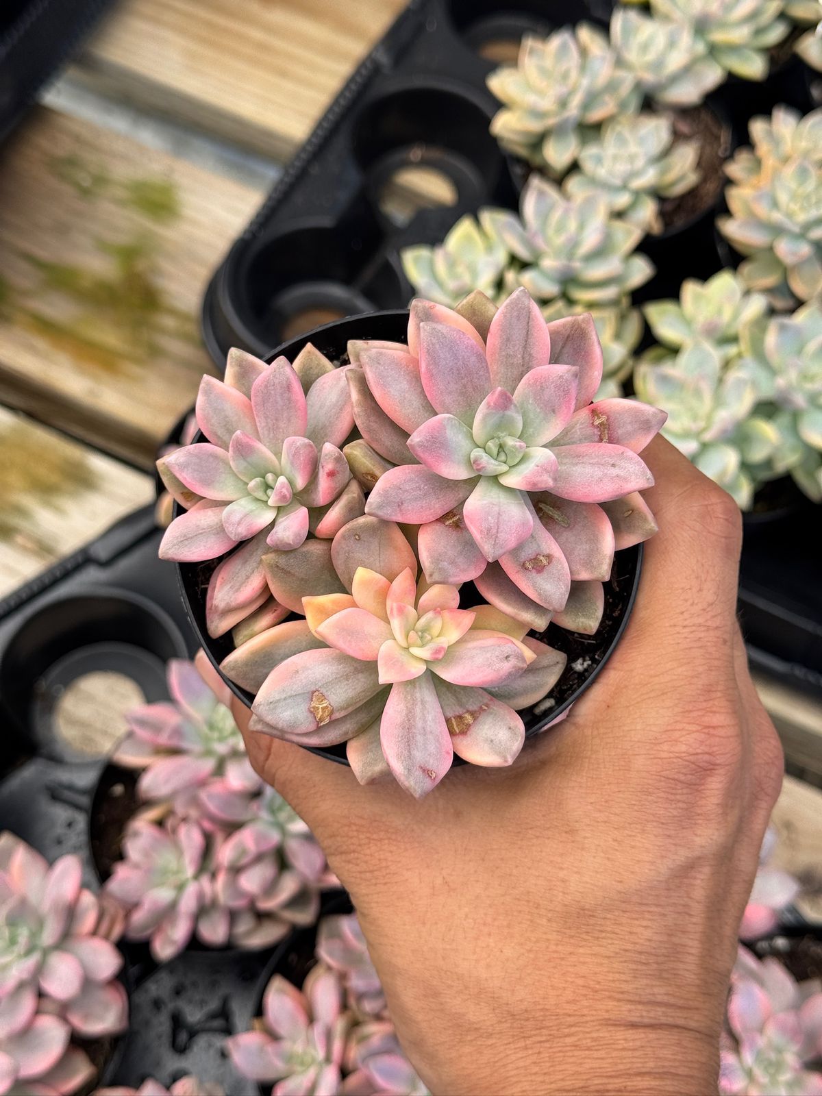 Graptopetalum joker cluster
